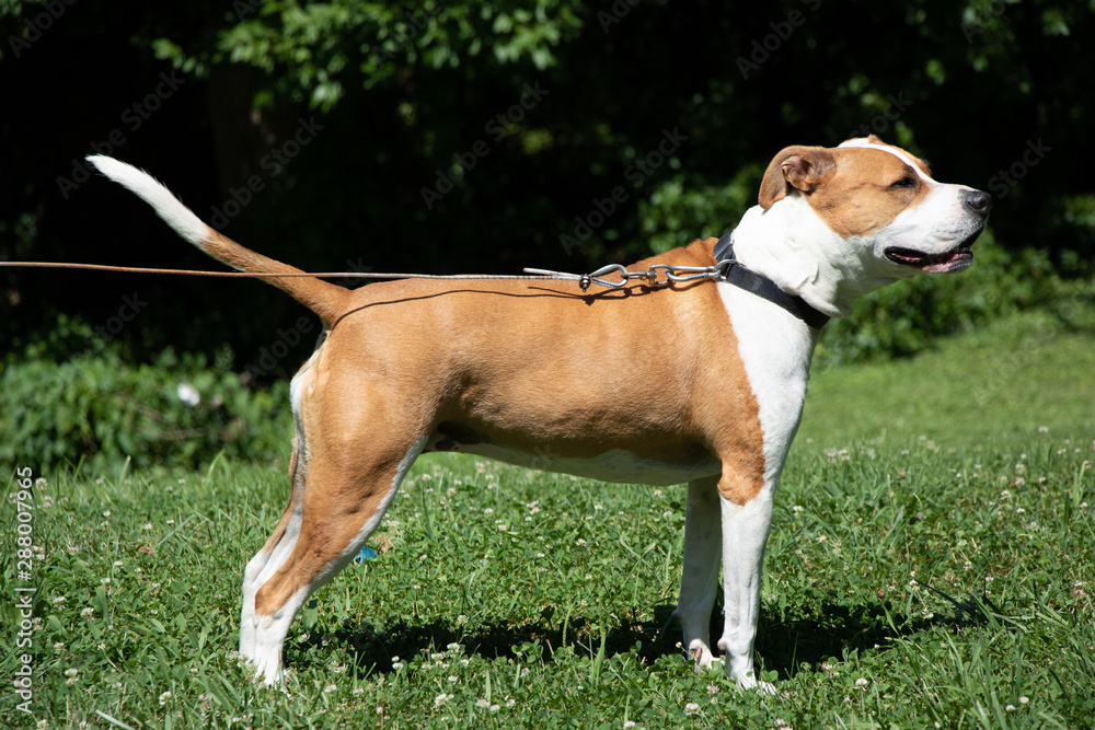 Pitbull x boxer mixed dog on leesh