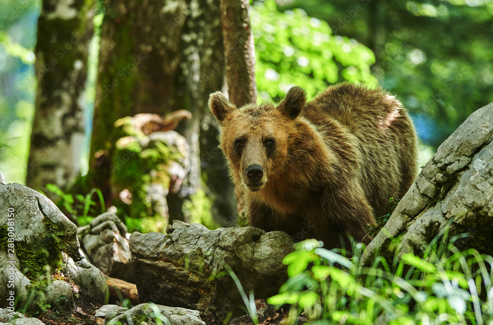 Fototapeta premium Wild brown bear (Ursus arctos) close up