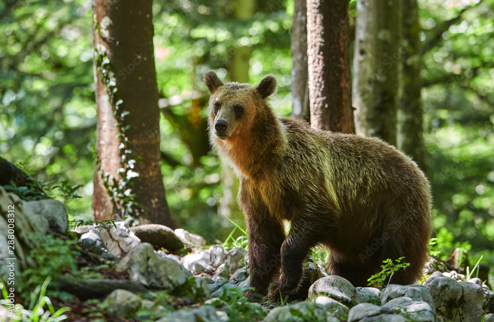 Obraz premium Wild brown bear (Ursus arctos) close up