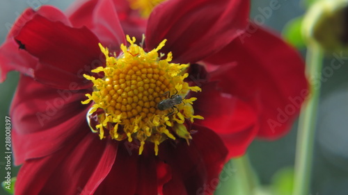 flor roja
