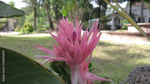 Aechmea
