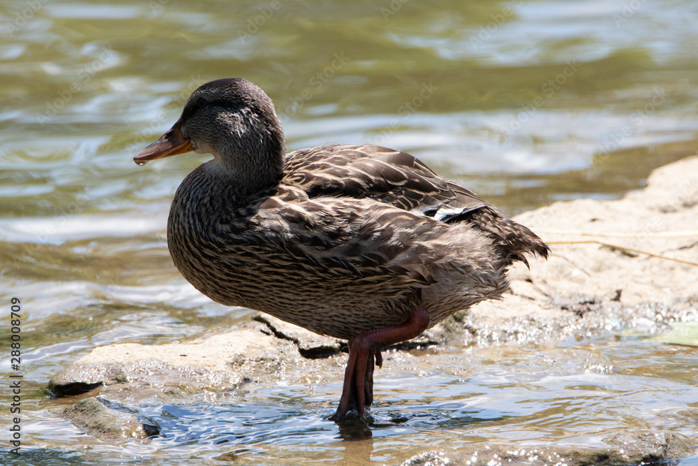 Duck posing next to pond water