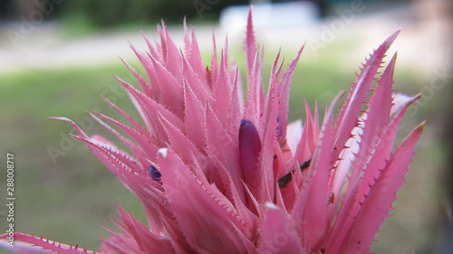 Aechmea