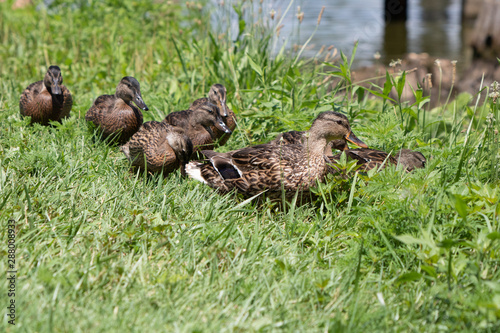 Baby ducklings following mother duck