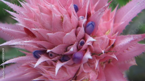 Aechmea
