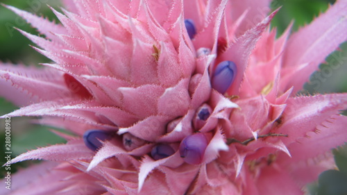 Aechmea