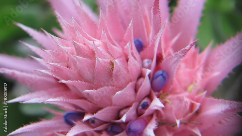 Aechmea