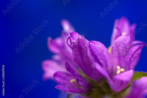 Macro photo nature purple flower campanula on deep blue background