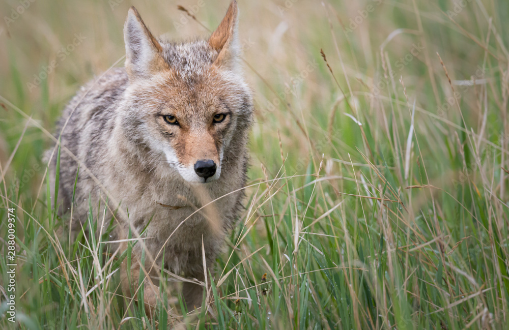 Coyote in the wild