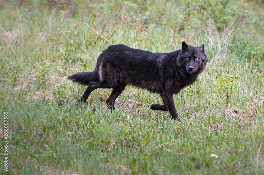 black wolf pictures in the wild