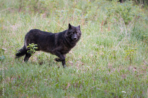 Black wolf in the wild © Jillian