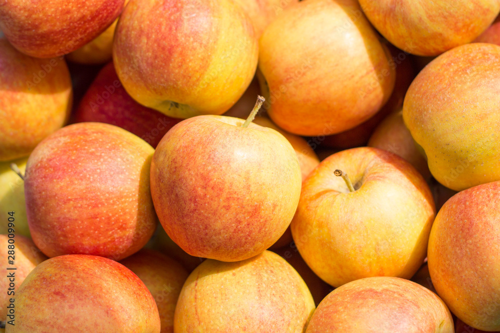 fresh background of ripe red and yellow apples fresh background of ripe red and yellow apples