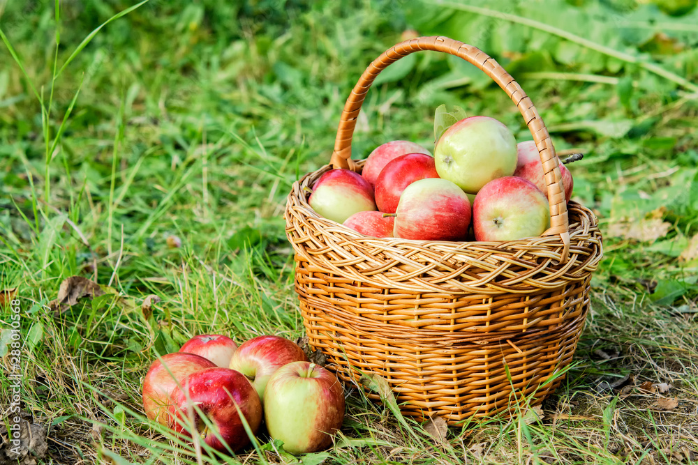 Wicker basket of apples on green grass in the garden.Natural organic apples in the fresh air in the morning. Wicker basket of apples on green grass in the garden.Natural organic apples in the fresh air in the morning.