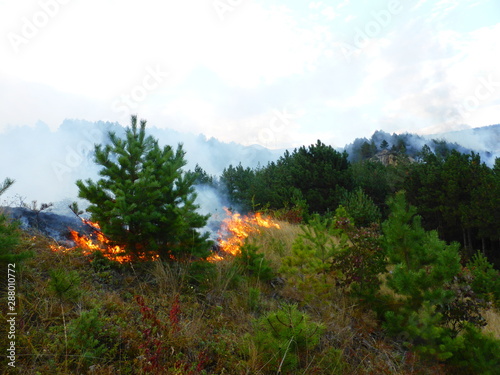 A fire in the woods © Kemal Kozbaev