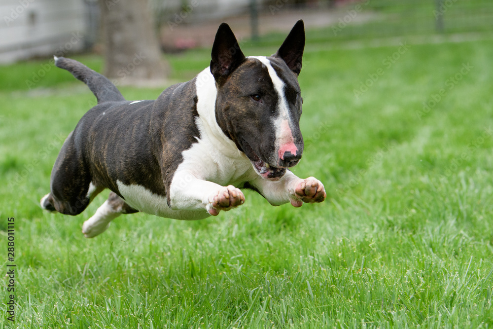 Bull terrier in full run on the grass Bull terrier in full run on the grass
