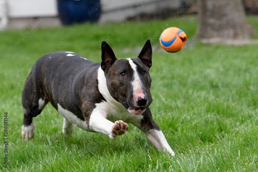 Bull Terrier chasing a ball