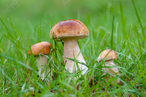 White Boletus mushrooms in forest.
