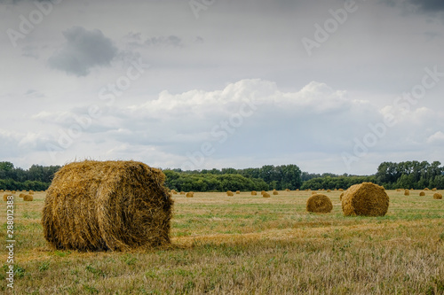 Field with rolls of hay, straw in cloudy weather with gray clouds.