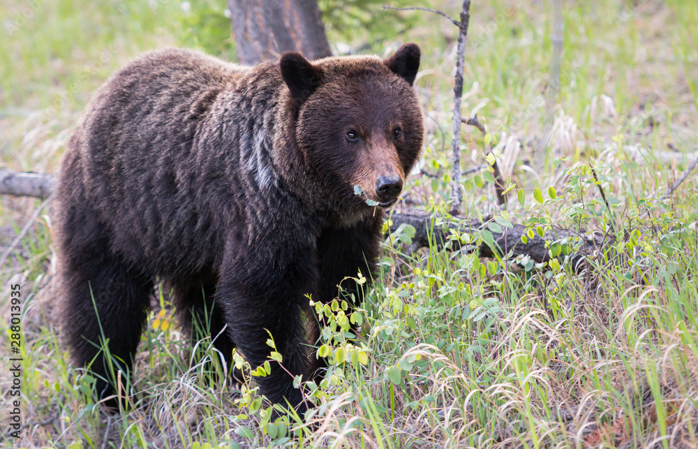 Grizzly bear in the wild