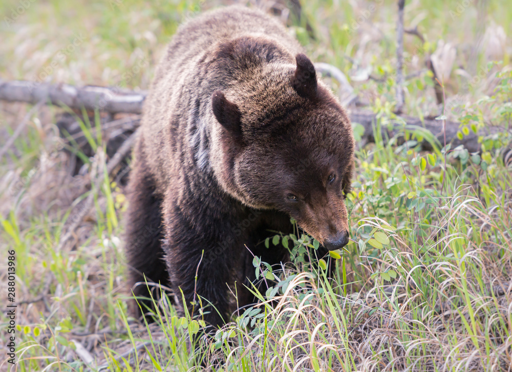 Grizzly bear in the wild Grizzly bear in the wild
