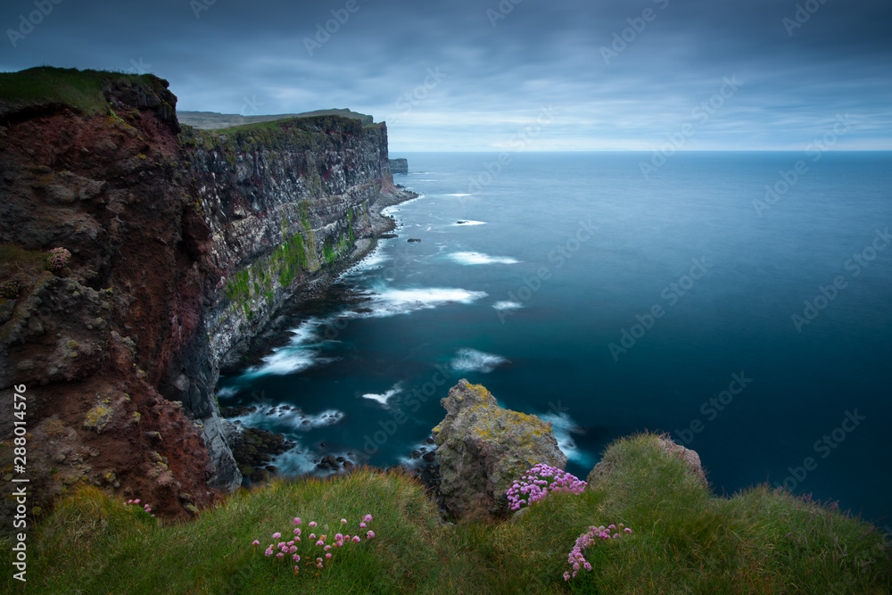 Beautiful pink flowers on the slopes of the cliffs Latiabiarg. West Iceland - obrazy, fototapety, plakaty 