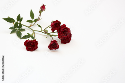 Sprig of a miniature rose on a white background in drops