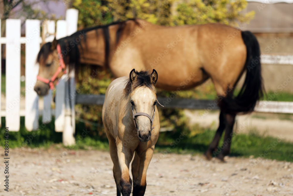 Obraz premium Morgan horses relaxing in the corral summertime