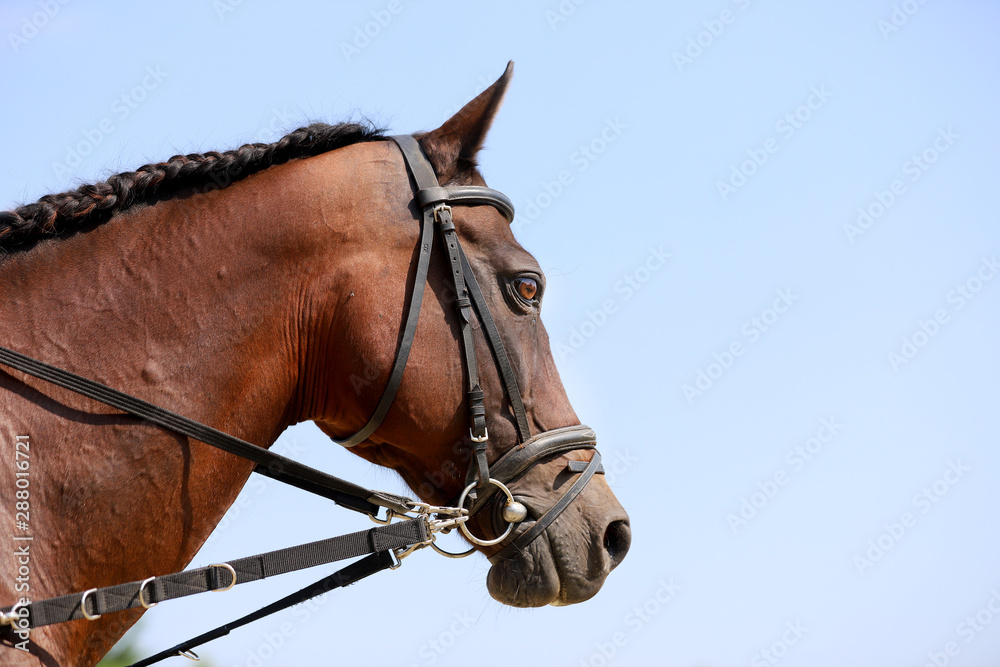 Young healthy purebred horse enjoying summer sunshine on blue natural background Young healthy purebred horse enjoying summer sunshine on blue natural background