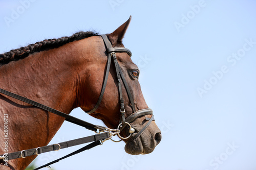 Young healthy purebred horse enjoying summer sunshine on blue natural background