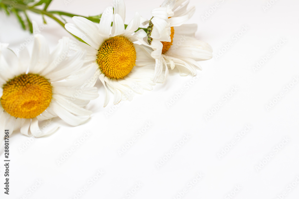 Obraz premium Beautiful camomile daisy flowers, medicinal herbs on white background with copy space