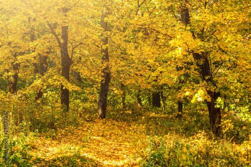 Pathway through the autumn forest