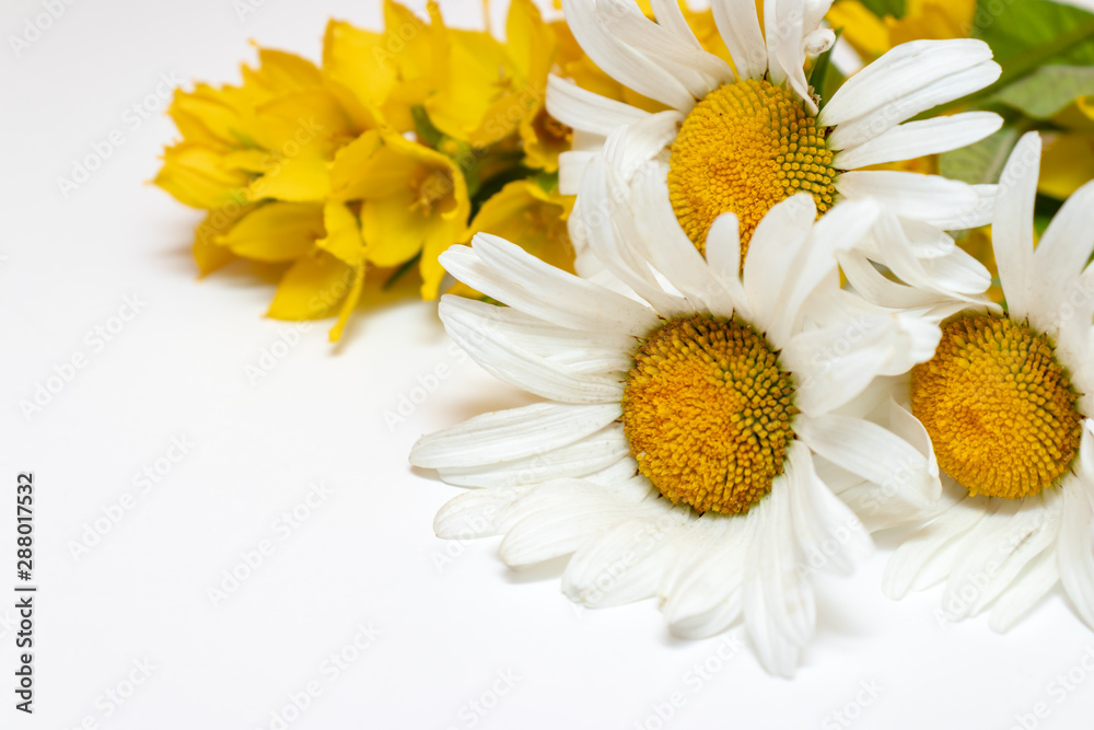 Obraz premium Meadow country field flowers Camomile, Daisy and yellow Lysimachia on white background with copy space