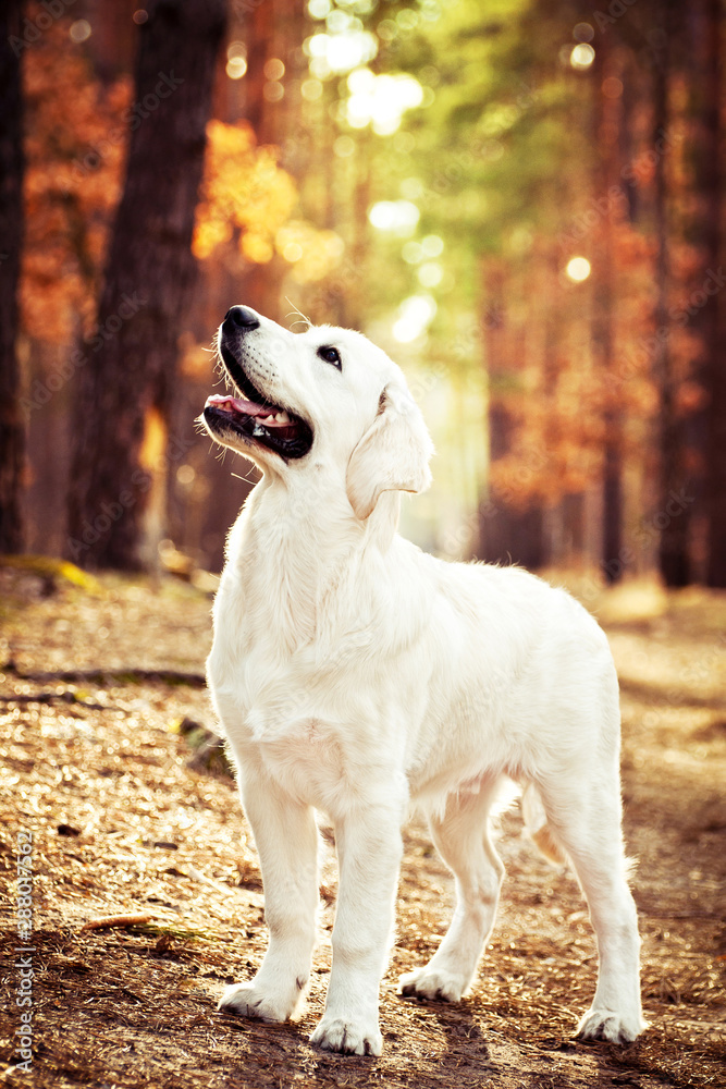 golden retriever puppy standing in autumn forest