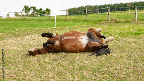 Фотография A horse of the breed Saxon Thuringian heavy warm blood rolls on the paddock