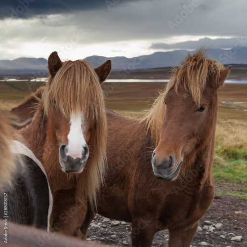 Islandpferde auf einer isl  ndischen Weide bei tr  bem Wetter