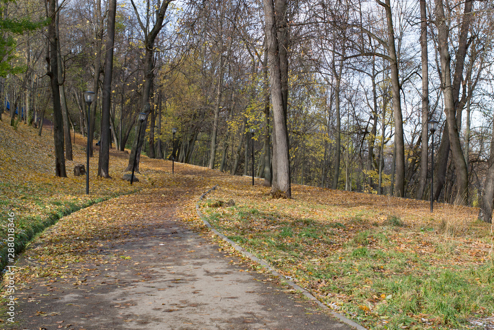 Asphalt path in the autumn park daytime Asphalt path in the autumn park daytime