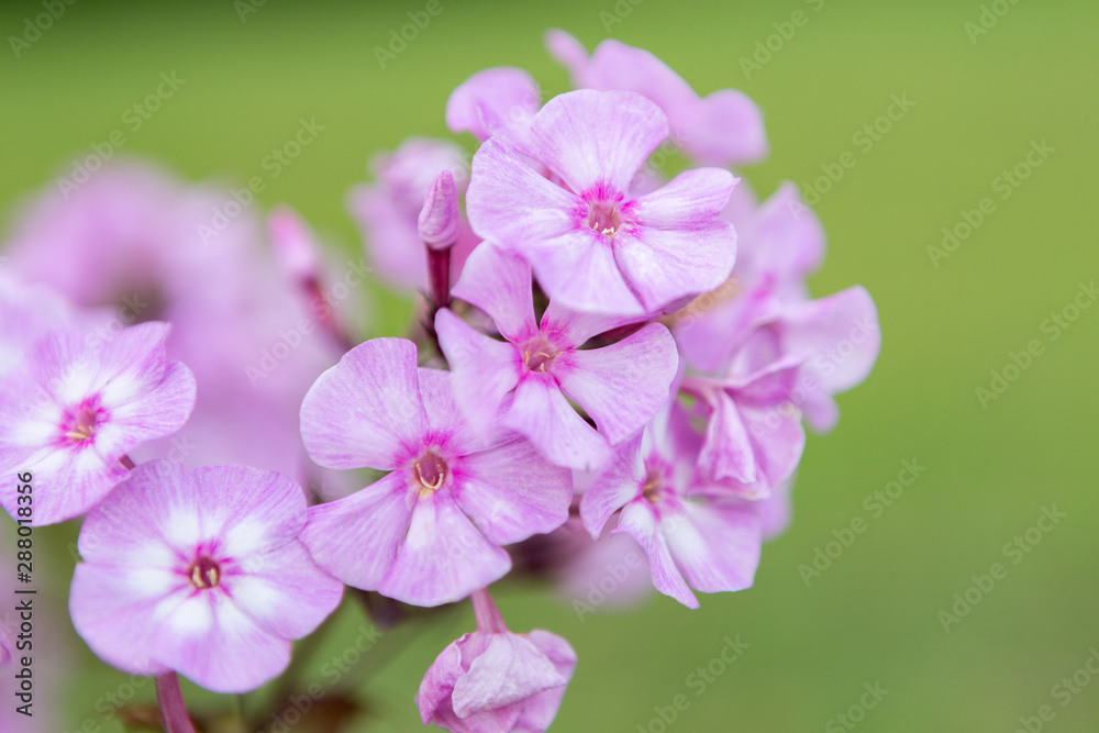 pink phloxes flowers on a green background