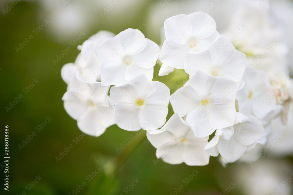 Fototapeta premium white flowers of apple tree