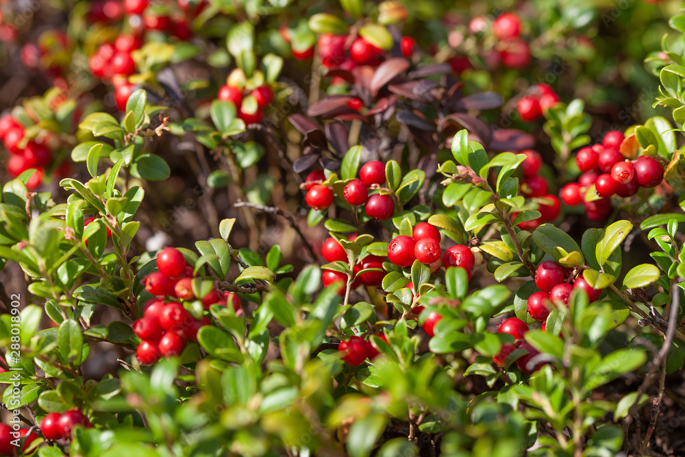 Cowberry bushes in the forest