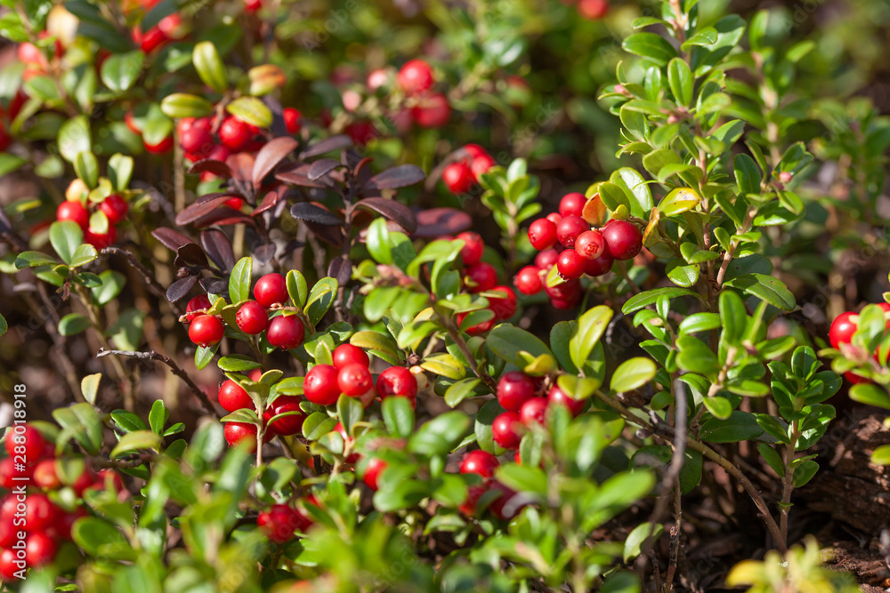 Cowberry bushes in the forest