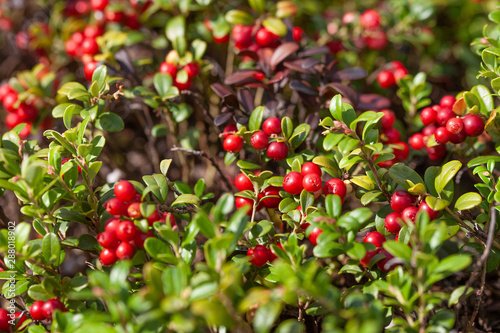Cowberry bushes in the forest