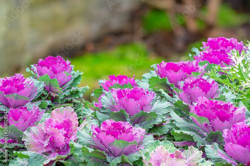 Ornamental cabbage or ornamentel cut kale or ornamentel leaved kale, beautiful vioet cabbage  in garden. photo