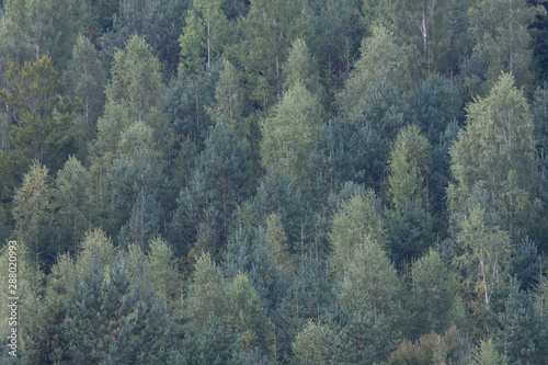 black forest trees fir green