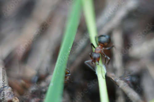 red ant family in anthill © Екатерина Ваулина