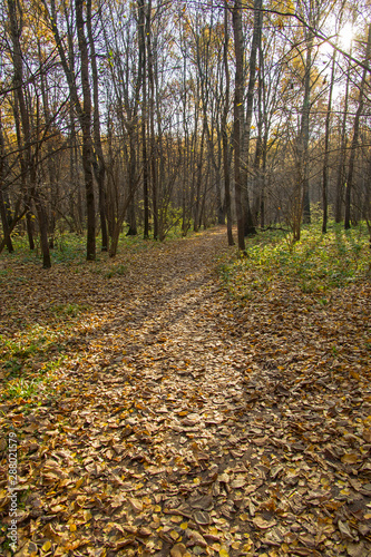 Footpath in the forest park.