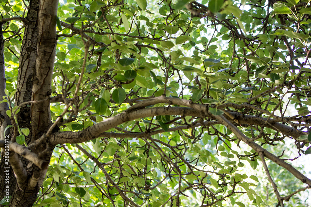 tree macro leaf environment tree macro leaf environment