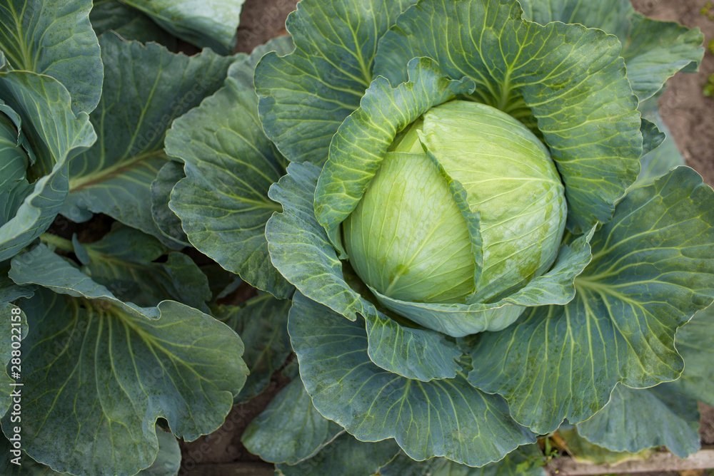 Fototapeta premium green cabbage plant field outdoor in summer agriculture vegetables