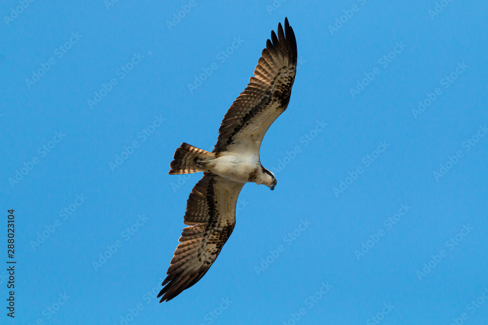Fischadler im Flug Profilansicht Greifvogel silhouette
