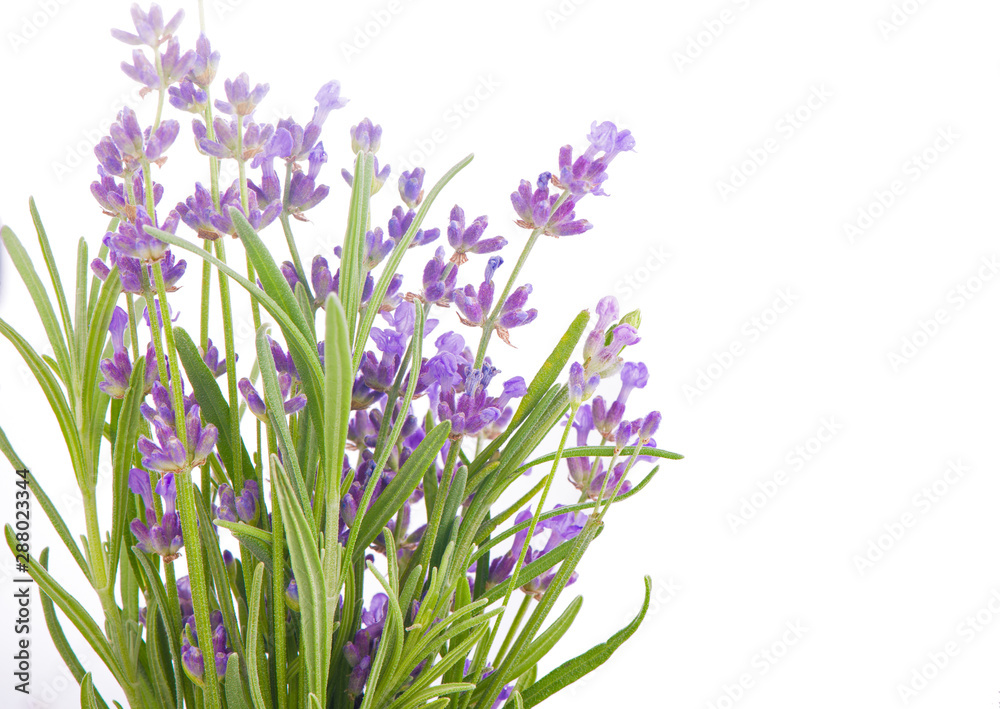 Obraz premium Lavender flowers bundle on a white background