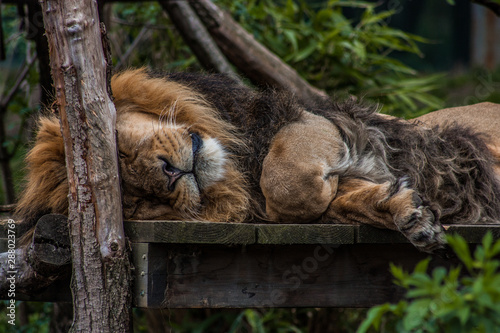 Afternoon Nap for Lion King, ZSL London Zoo photo